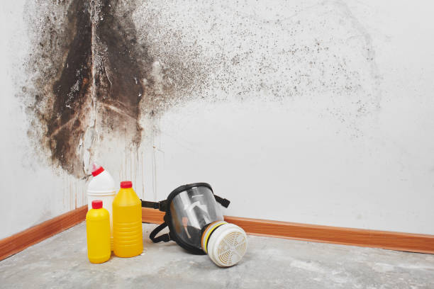 Best HVAC Mold Remediation in Wallace, NC