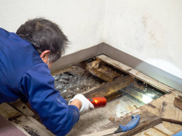 Best Residential Mold Remediation in Wallace, NC