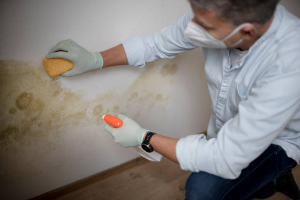 Best Emergency Mold Remediation in Wallace, NC