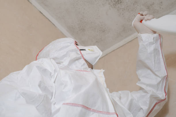 Best White Mold Remediation in Wallace, NC