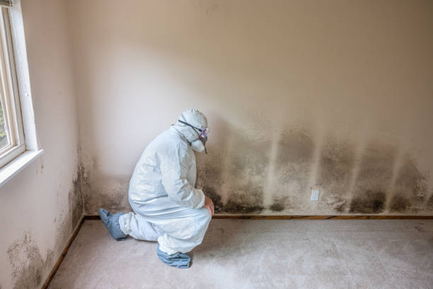Best Industrial Mold Remediation in Wallace, NC