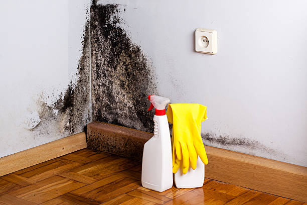 Reliable Wallace, NC Mold Remediation Solutions